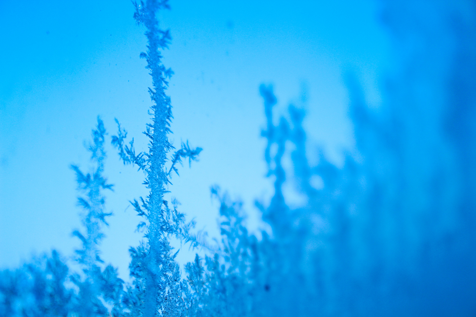 Eisblume auf Fensterscheibe