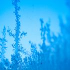 Eisblume auf Fensterscheibe