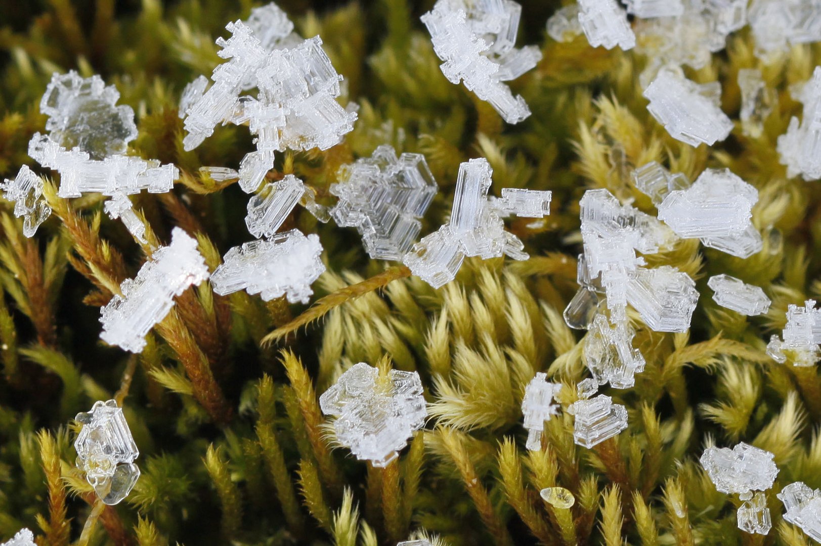 Eisblume auf Moos