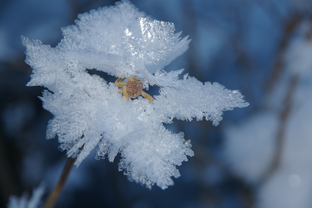 Eisblume