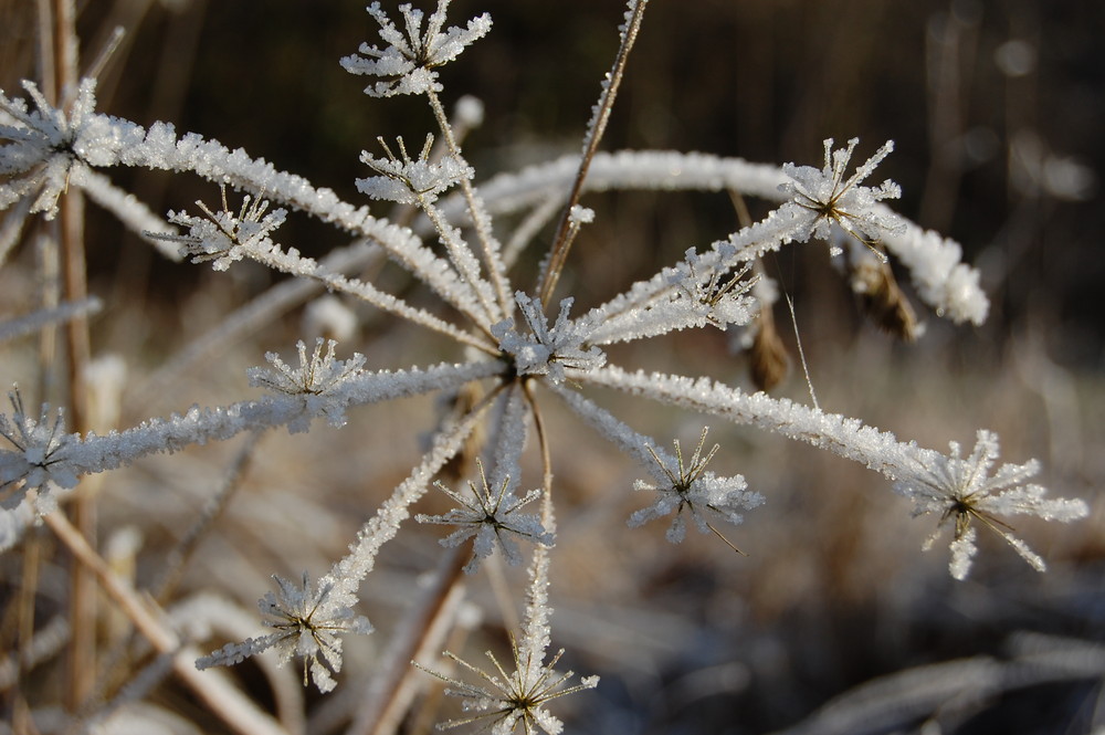 Eisblume