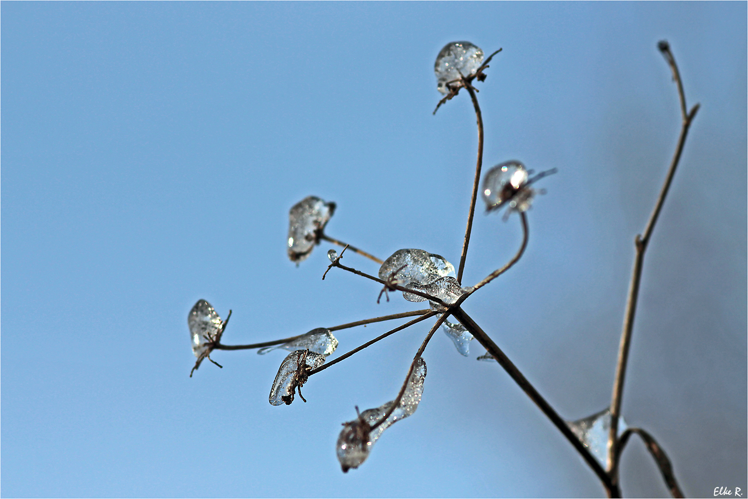 Eisblume