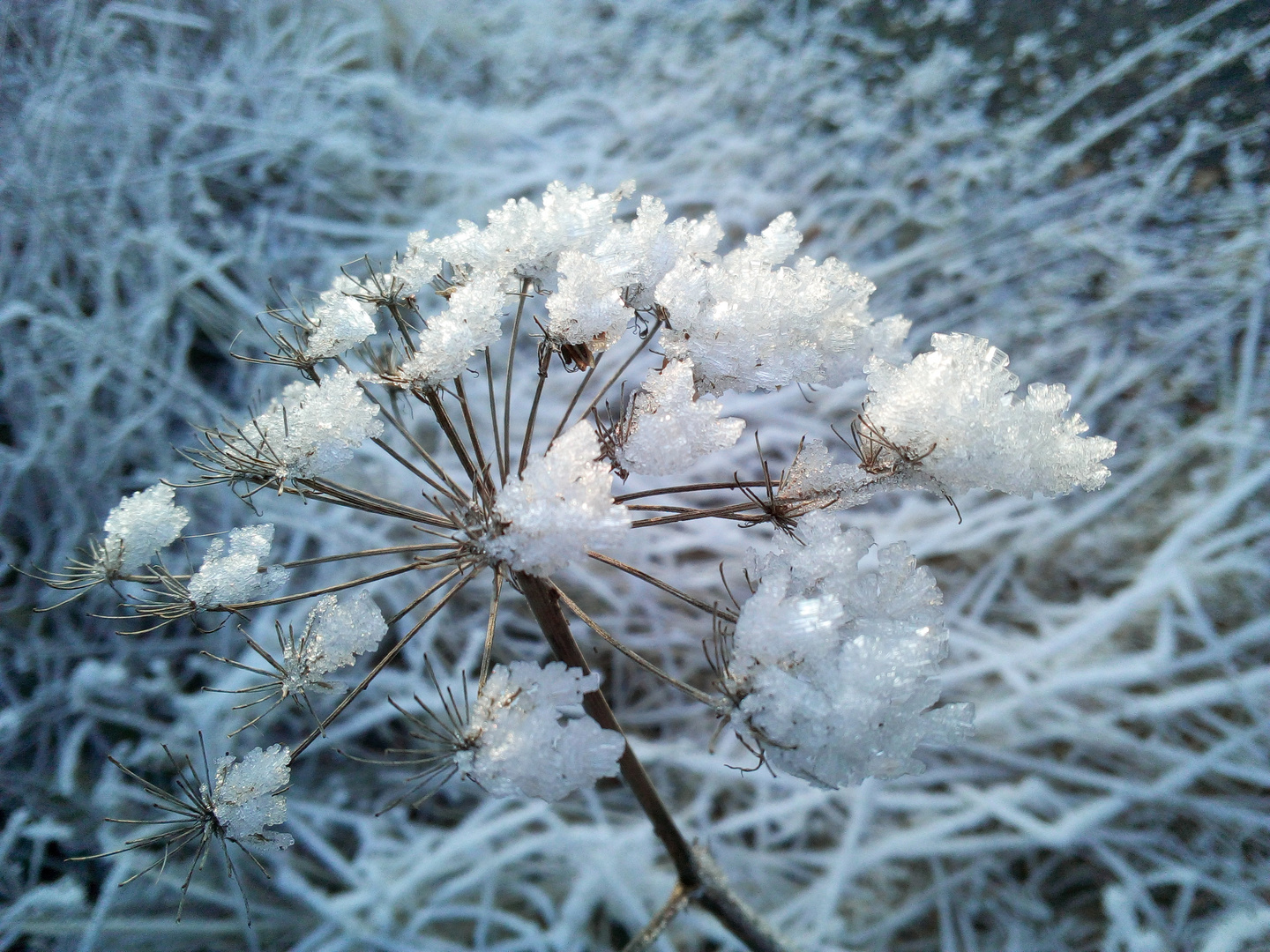 Eisblume