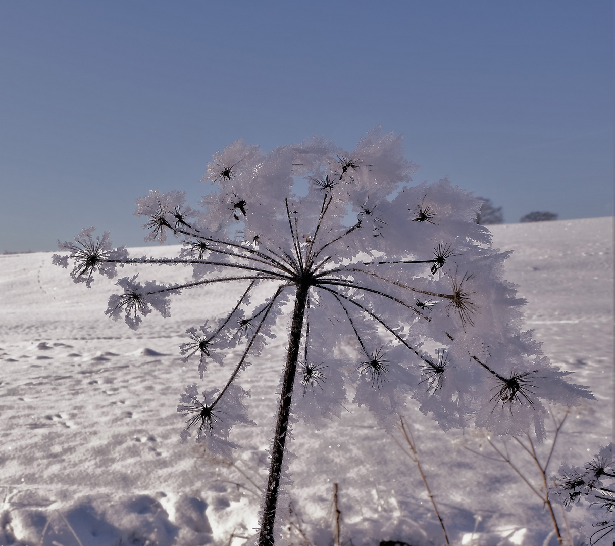  Eisblume Foto & Bild jahreszeiten, winter, winter eis pflanzen im