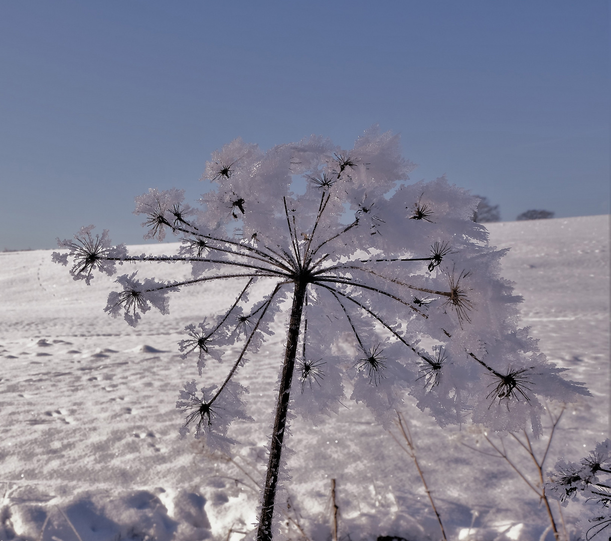 - Eisblume - Foto &amp; Bild | jahreszeiten, winter, winter eis pflanzen im ...