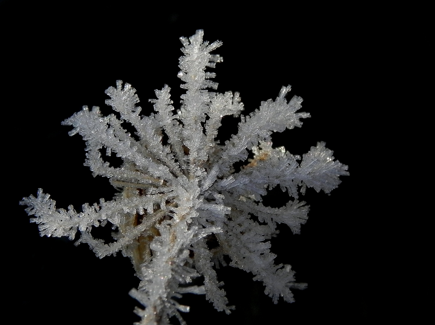 Eisblume Foto & Bild makro, winter, natur Bilder auf