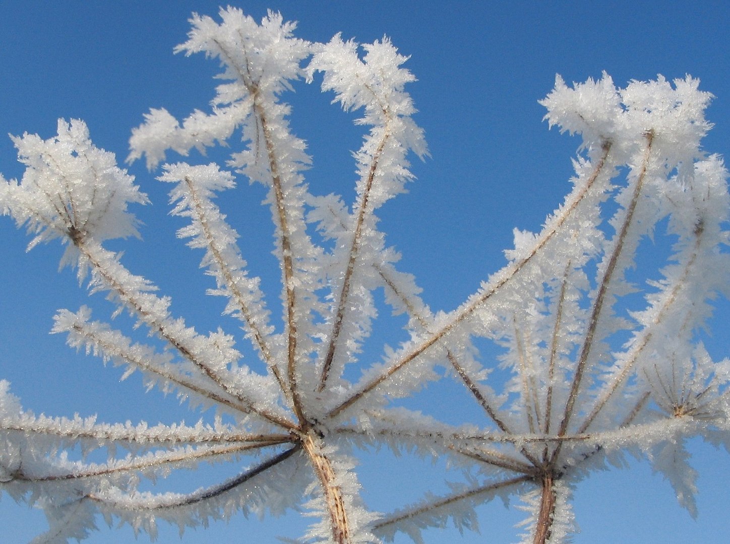 Eisblume