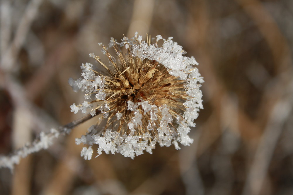 "Eisblume"