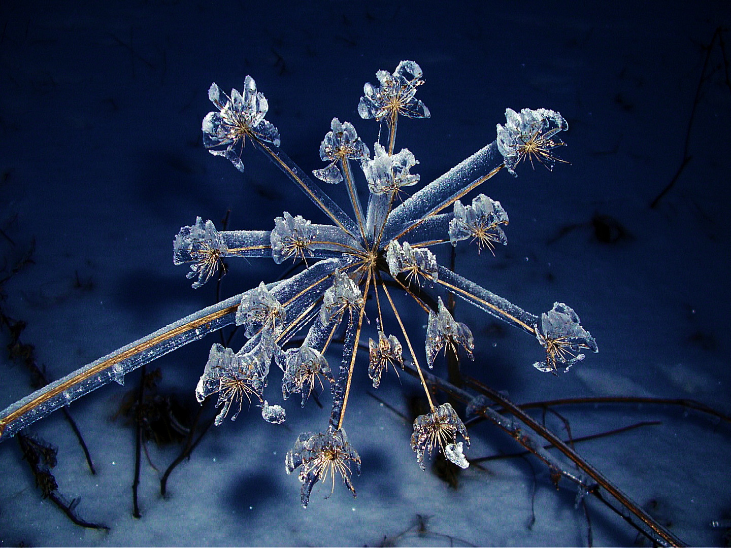 Eisblume