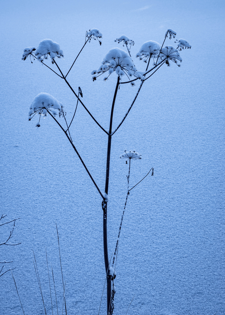 Eisblume