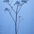 Eisblume