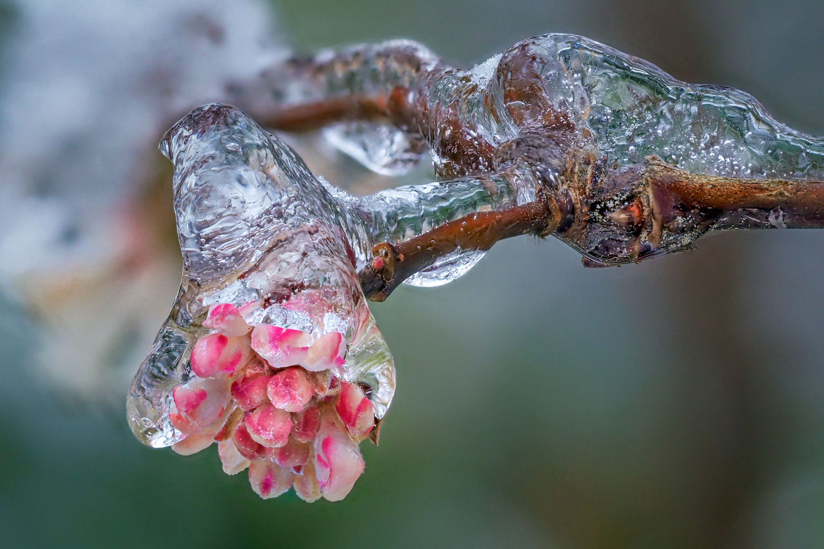 Eisblume