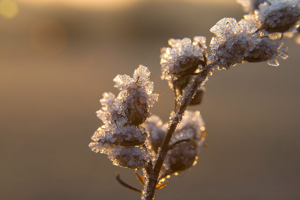 Eisblume