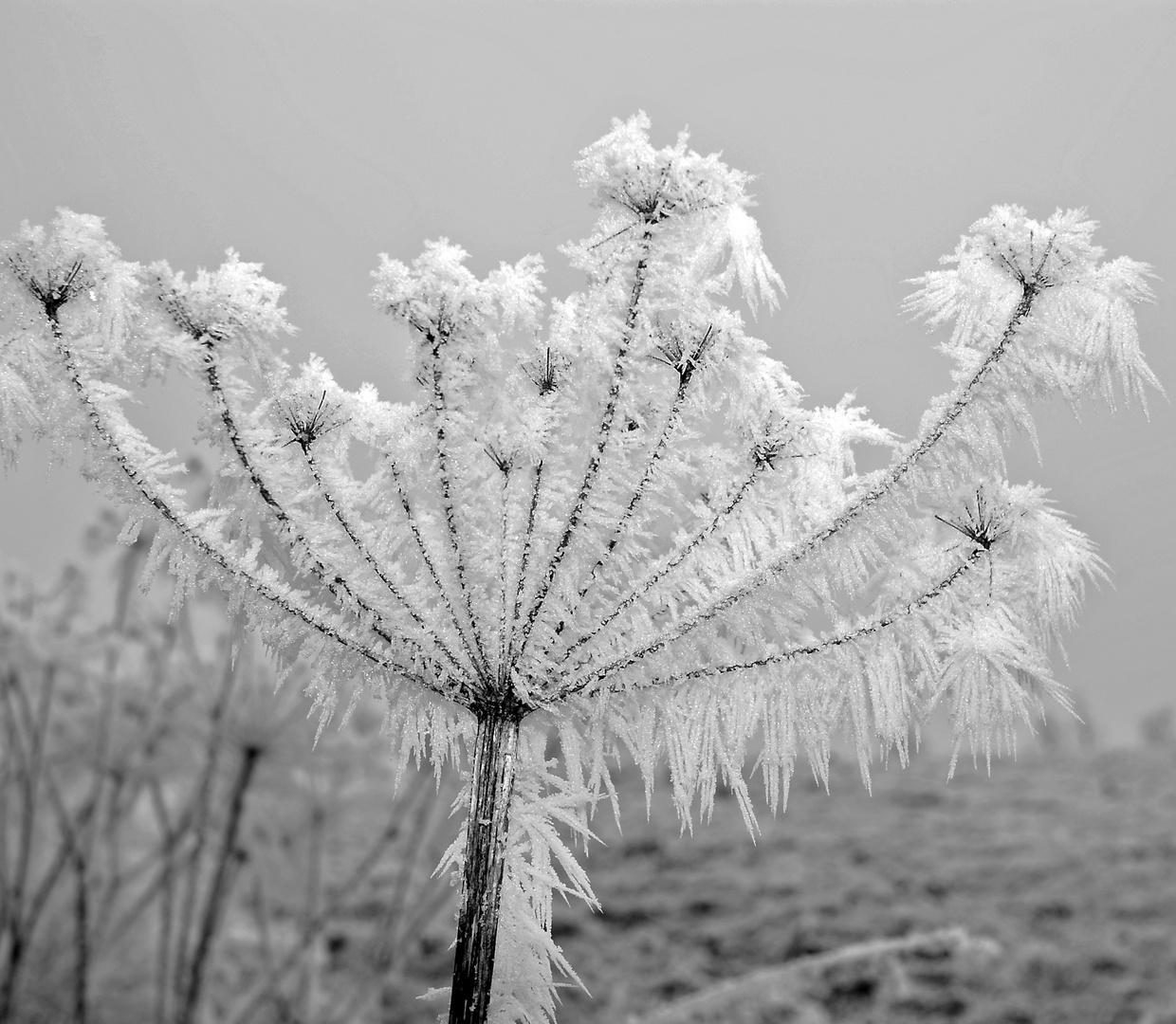 Eisblume - Doldenblütler