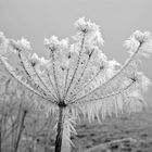 Eisblume - Doldenblütler