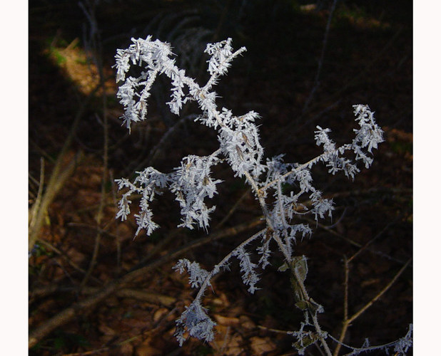 Eisblume