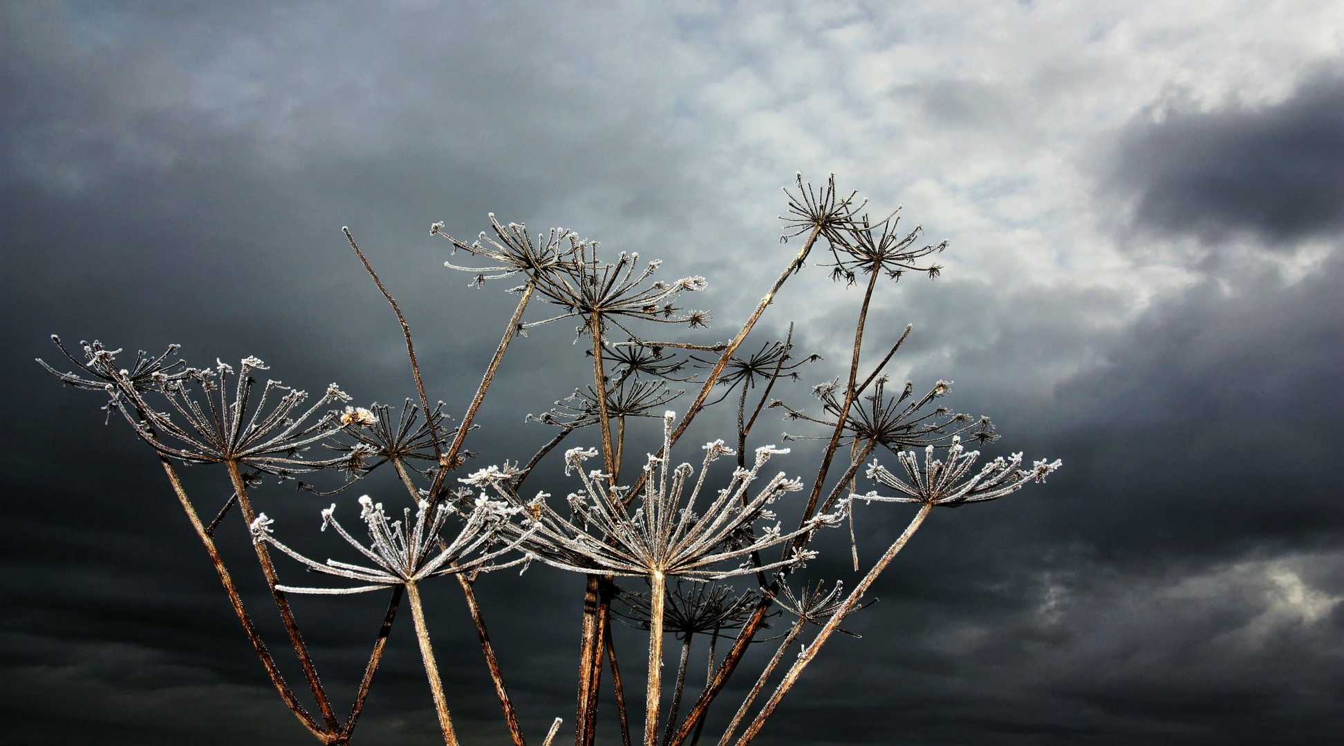 Eisblume