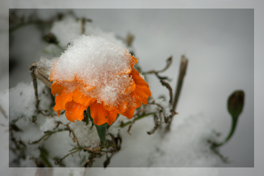 Eisblume