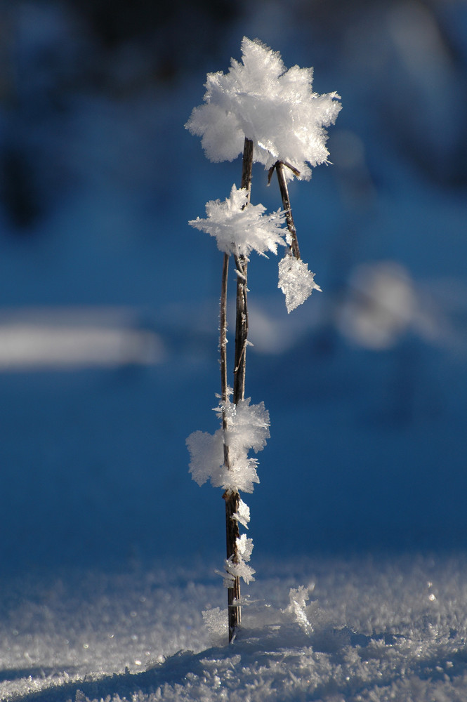 Eisblume