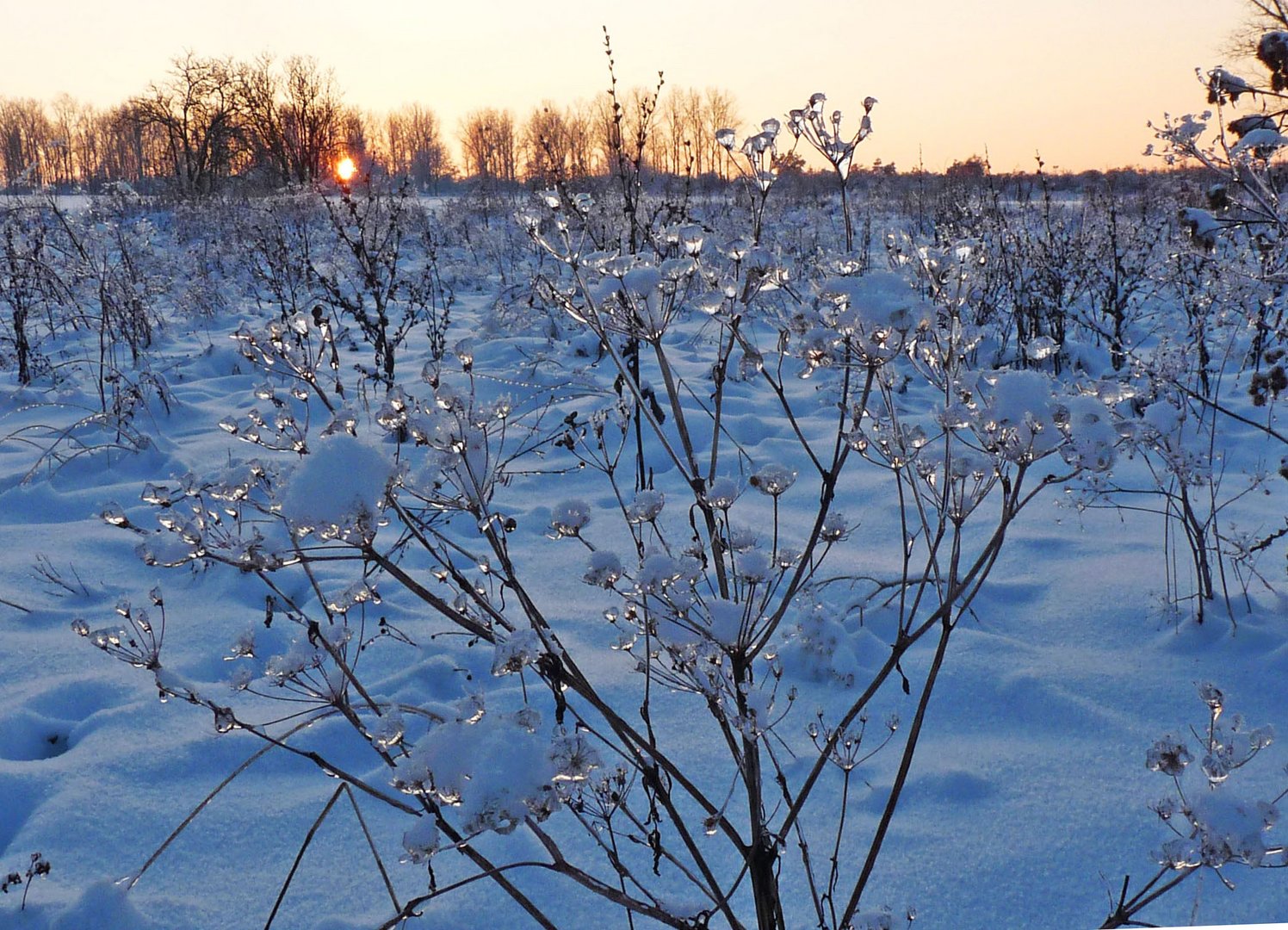 Eisblume