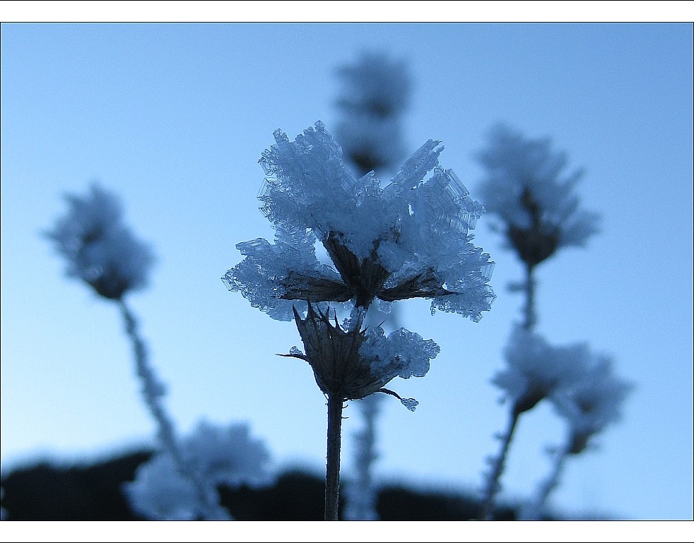 Eisblume