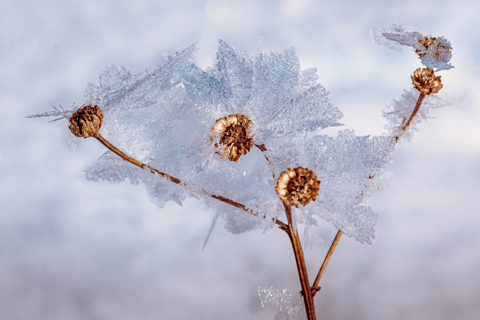 Eisblume 