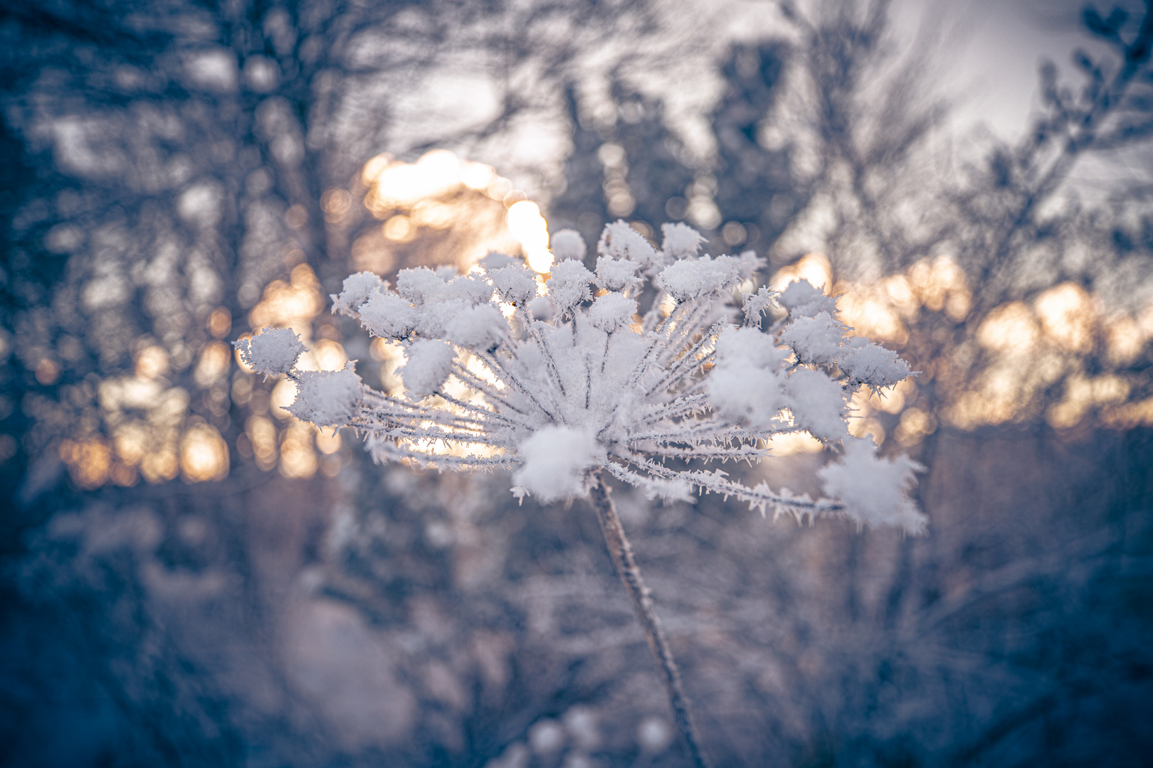 Eisblume für Dich :)