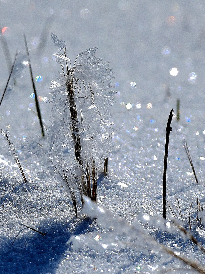 Eisblume, iceflower, flor de hielo