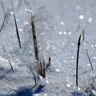 Eisblume, iceflower, flor de hielo