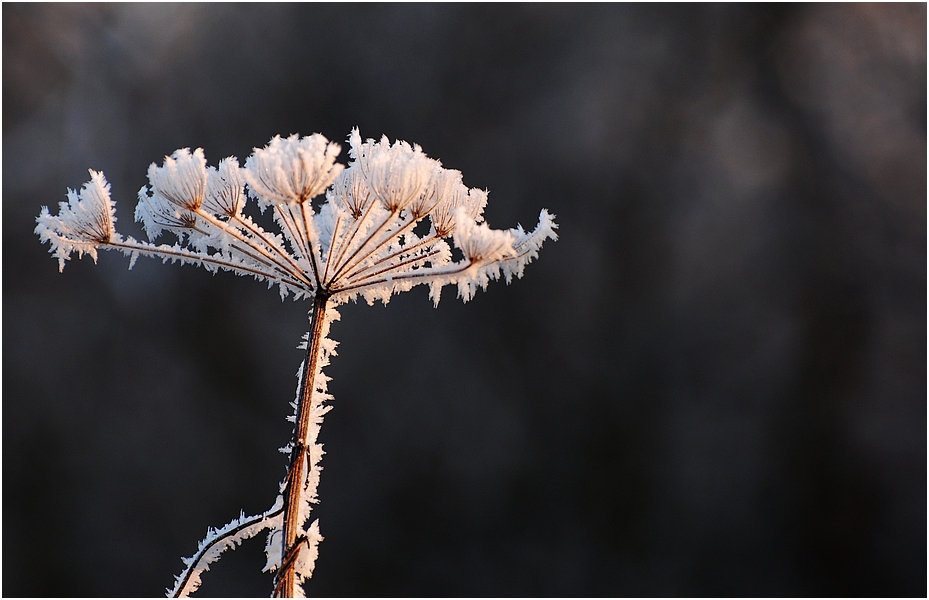 Eisblume II