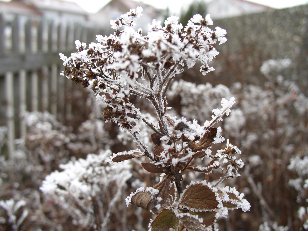 Eisblume im Allgäu