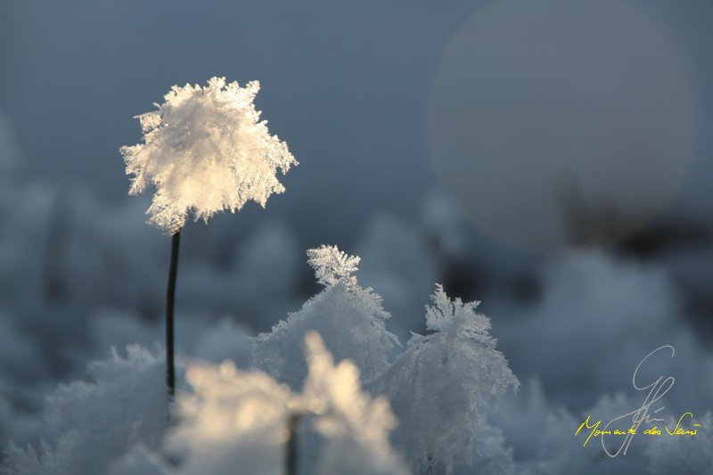 Eisblume im Blauen Land