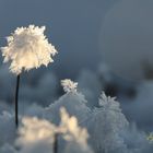 Eisblume im Blauen Land