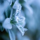 Eisblume im doppelten Sinn