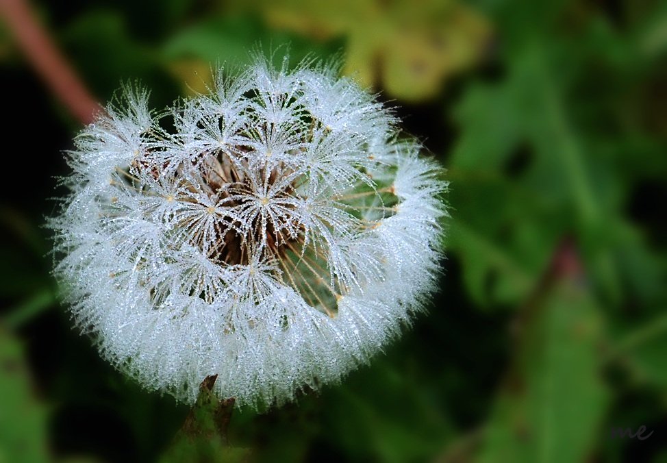 Eisblume im Herbst