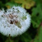 Eisblume im Herbst