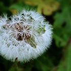 Eisblume im Herbst