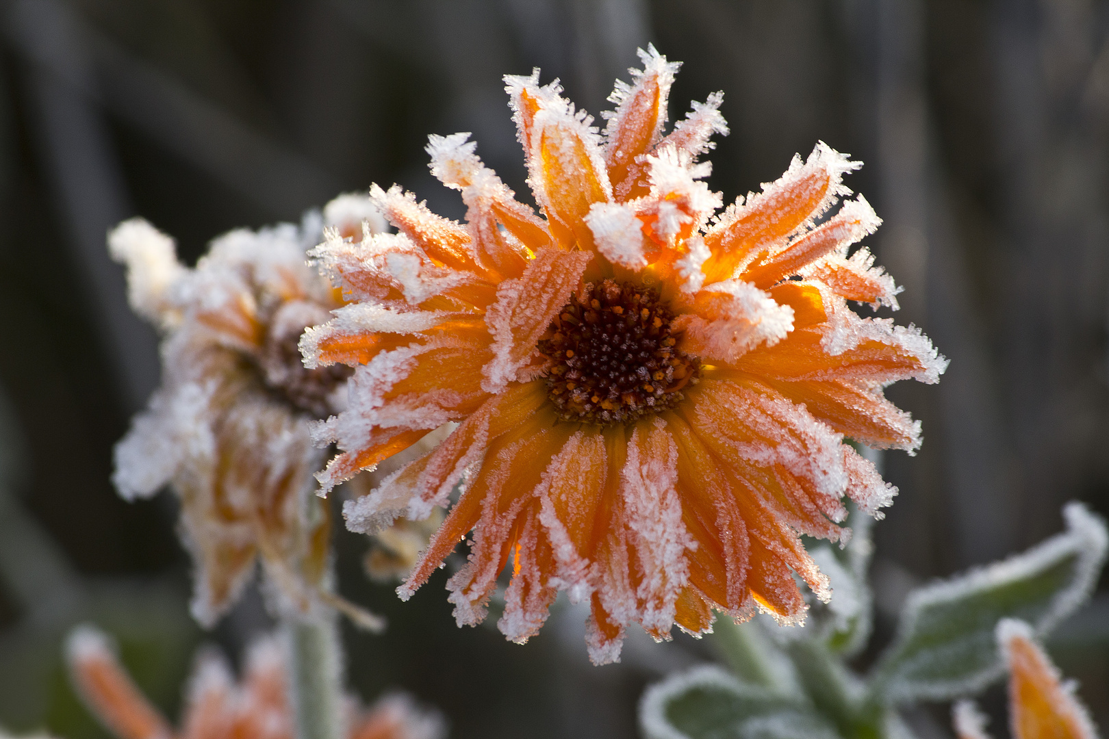 Eisblume im Herbst