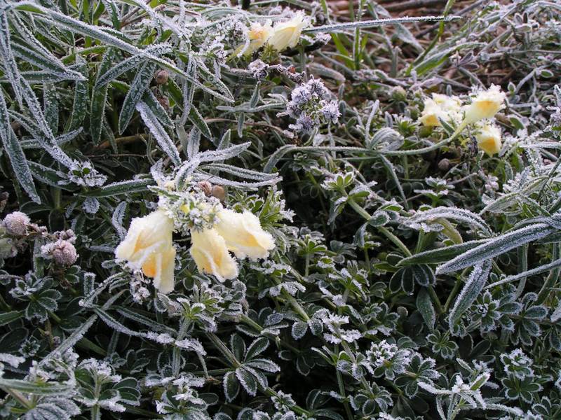 Eisblume im Herbst