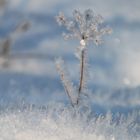 Eisblume im Schnee