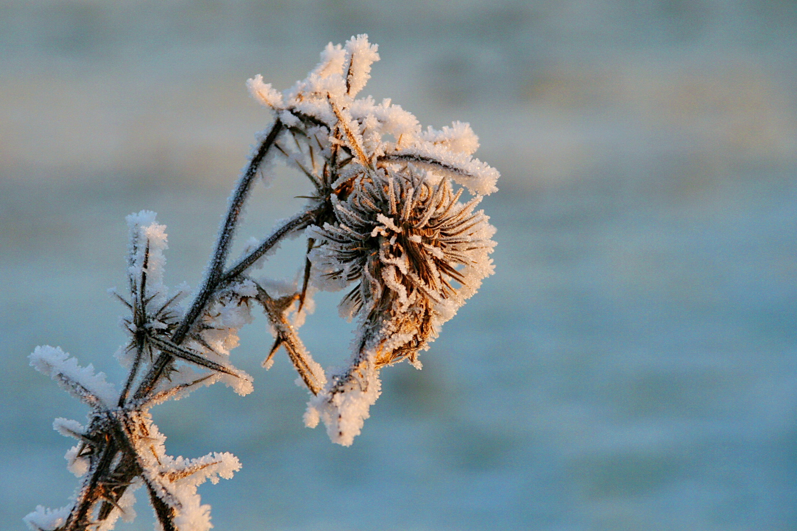 *** Eisblume im Winterlicht ***