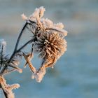 *** Eisblume im Winterlicht ***