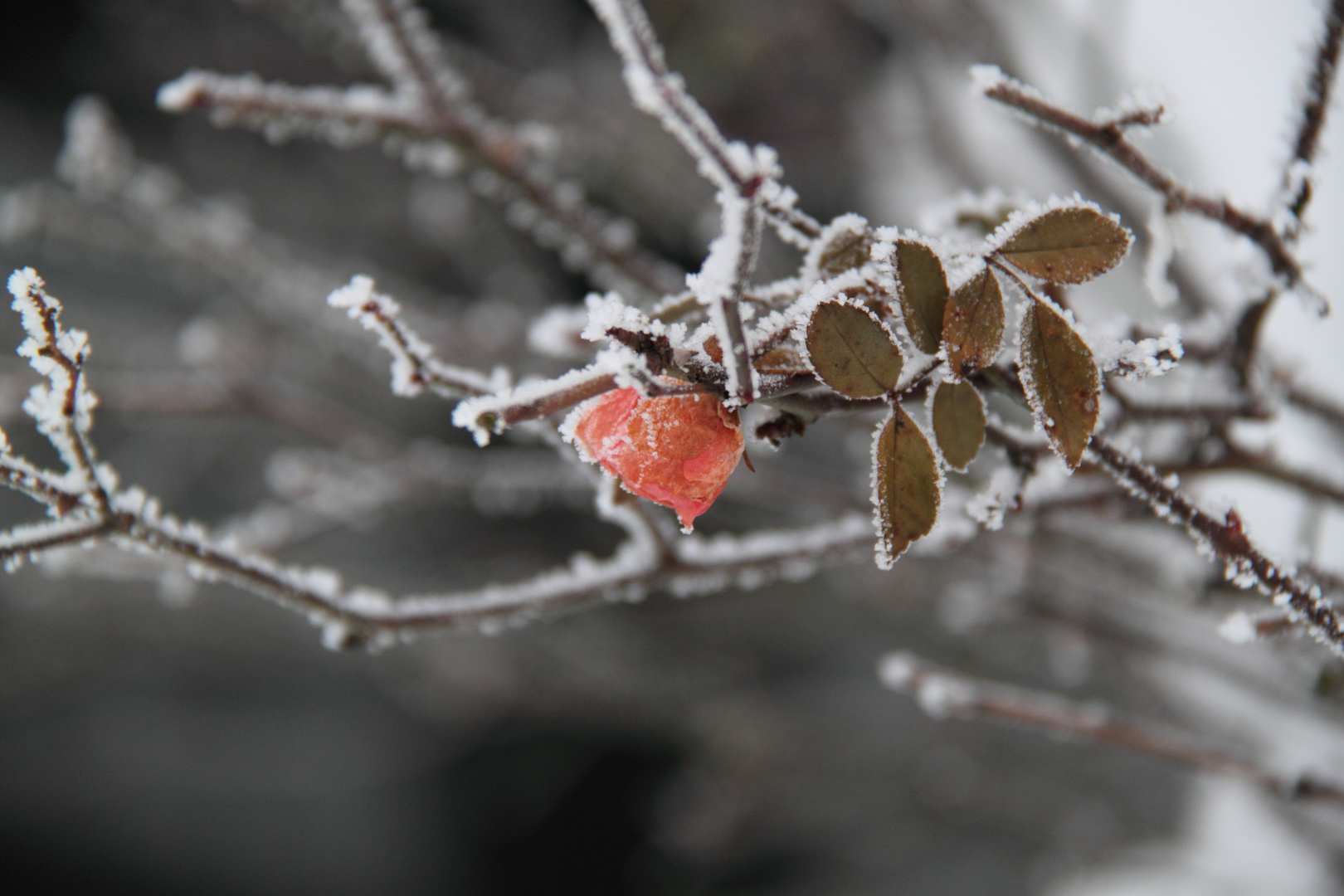 Eisblume mal anders