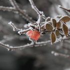 Eisblume mal anders