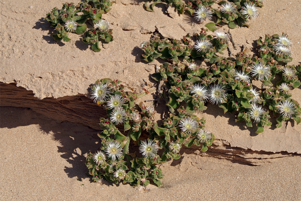 Eisblume Mesembryanthemum crystallinum