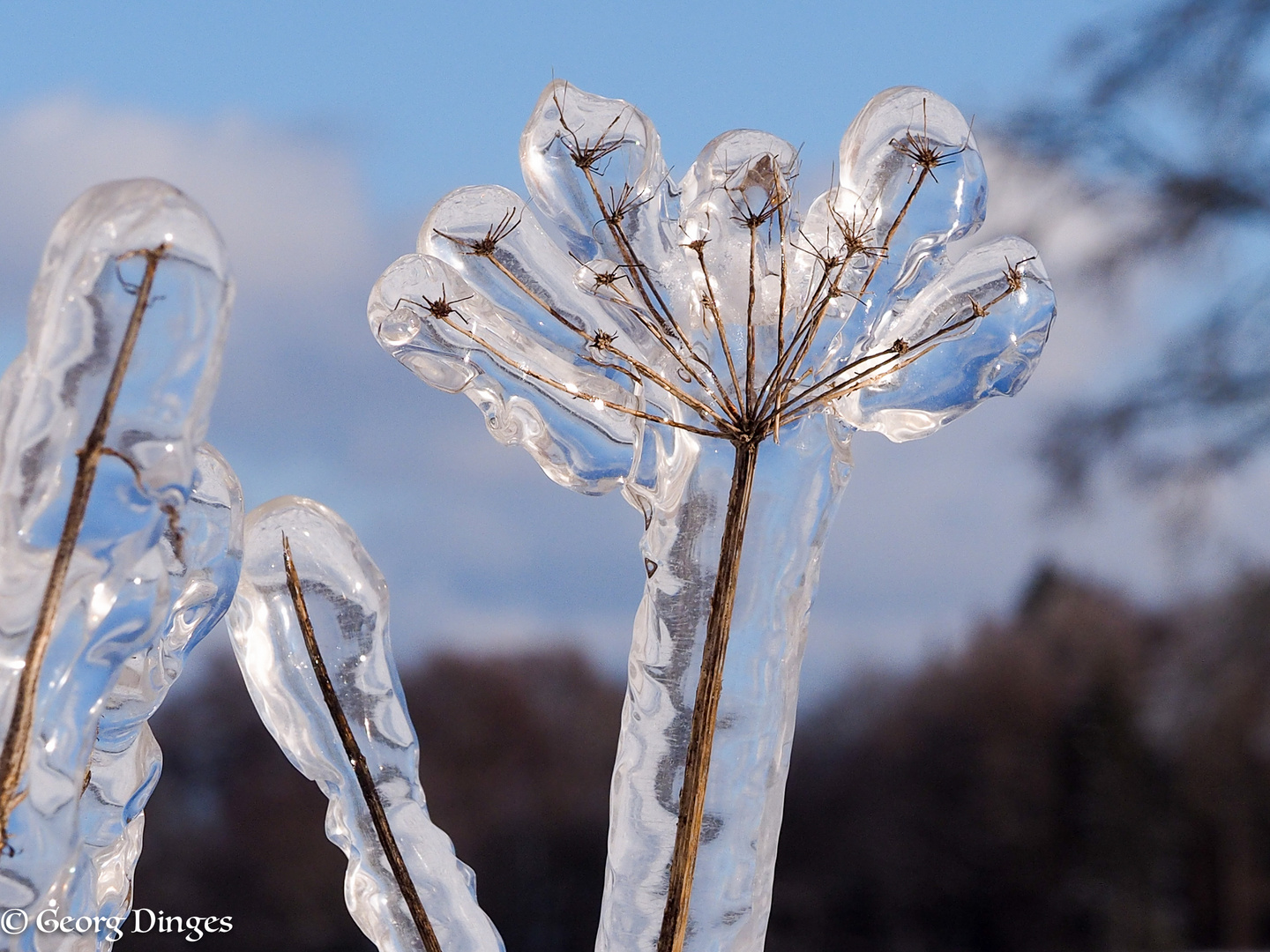 Eisblume  nahe Eckenhagen 11.2.21 