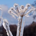 Eisblume  nahe Eckenhagen 11.2.21 