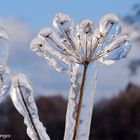 Eisblume  nahe Eckenhagen 11.2.21 