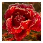 **EISBLUME**, Rosenblüte nach einer kalten Nacht 