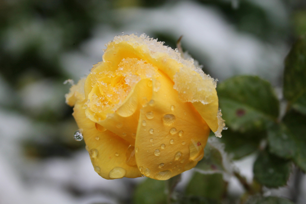 Eisblume--Schnee trifft Rosenblüte